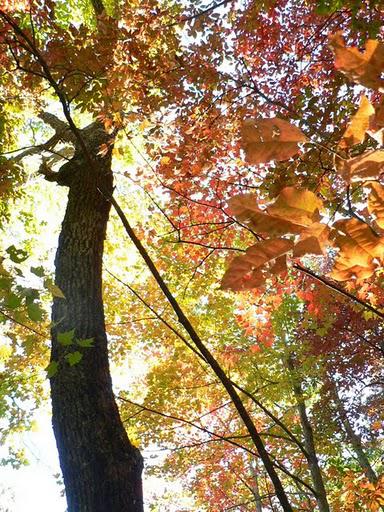 Couleurs d'Automne a Rattlesnake Lodge