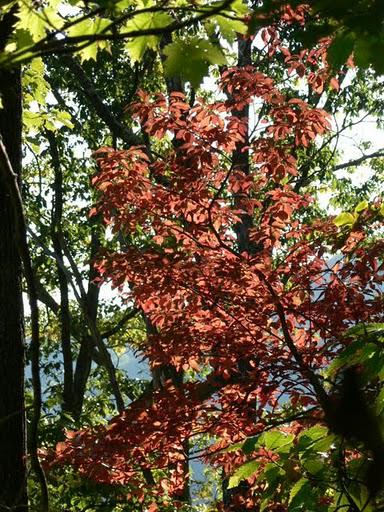 Couleurs d'Automne a Rattlesnake Lodge