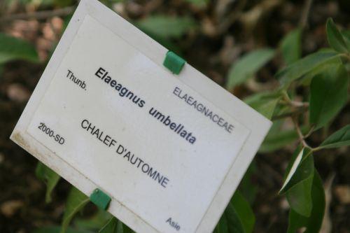 umbel étiq marnay 18 sept 2010 046.jpg