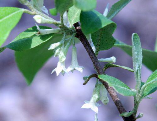 umb fleurs romi 25 avril 089.jpg