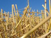 brin paille dans poche (Guillevic)