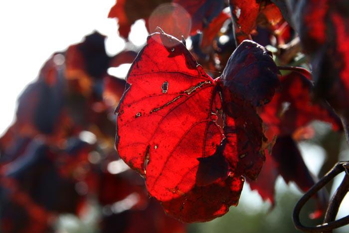Red vine leaf feuille rouge baco rouge