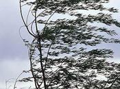 Fort coup vent d'Ouest nuit prochaine demain.