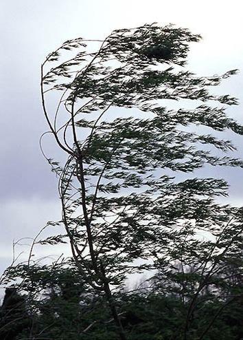 Fort coup de vent d'Ouest la nuit prochaine et demain.