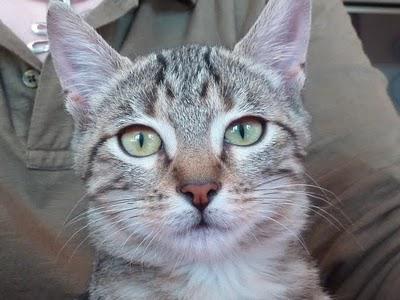 Eloge de la beauté (féline)