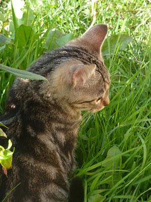 Eloge de la beauté (féline)