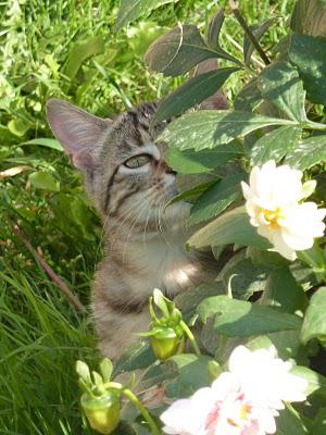 Eloge de la beauté (féline)