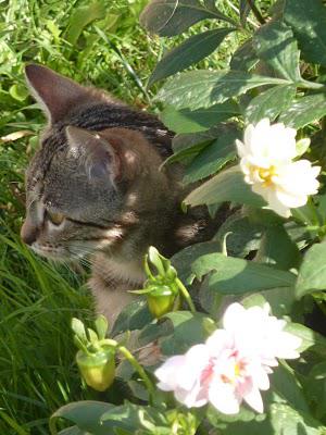 Eloge de la beauté (féline)