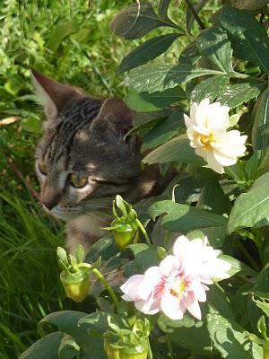 Eloge de la beauté (féline)