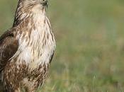 viandard plus verres, bonjour dégâts...