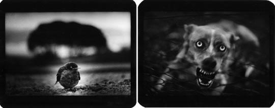 Angkor Photo Festival 2010