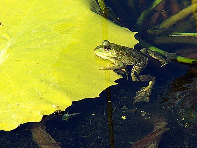 sur l'épaule de l'ange