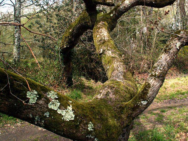 sur l'épaule de l'ange