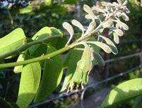 Le griffonia : Un véritable antidépresseur 