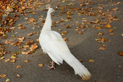 La Pépinière à l'heure du NJP