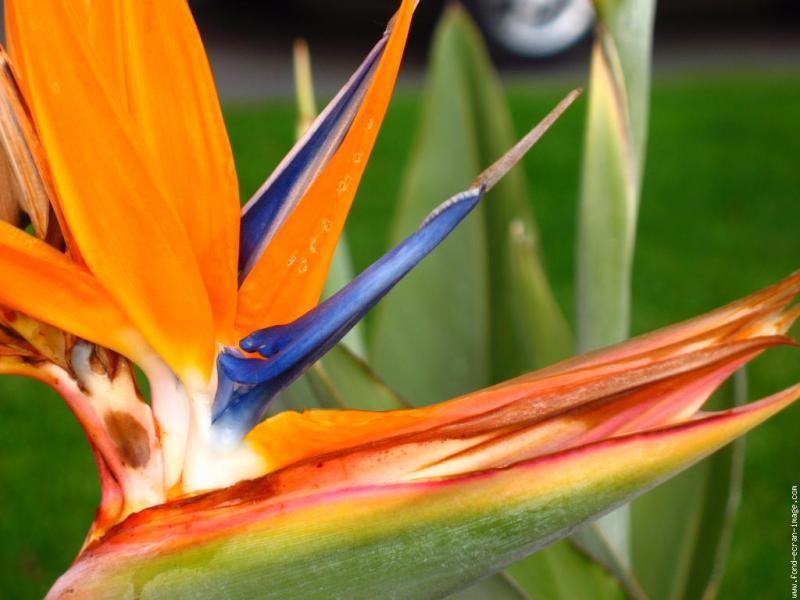 Avenir d’oiseau (Guillevic)