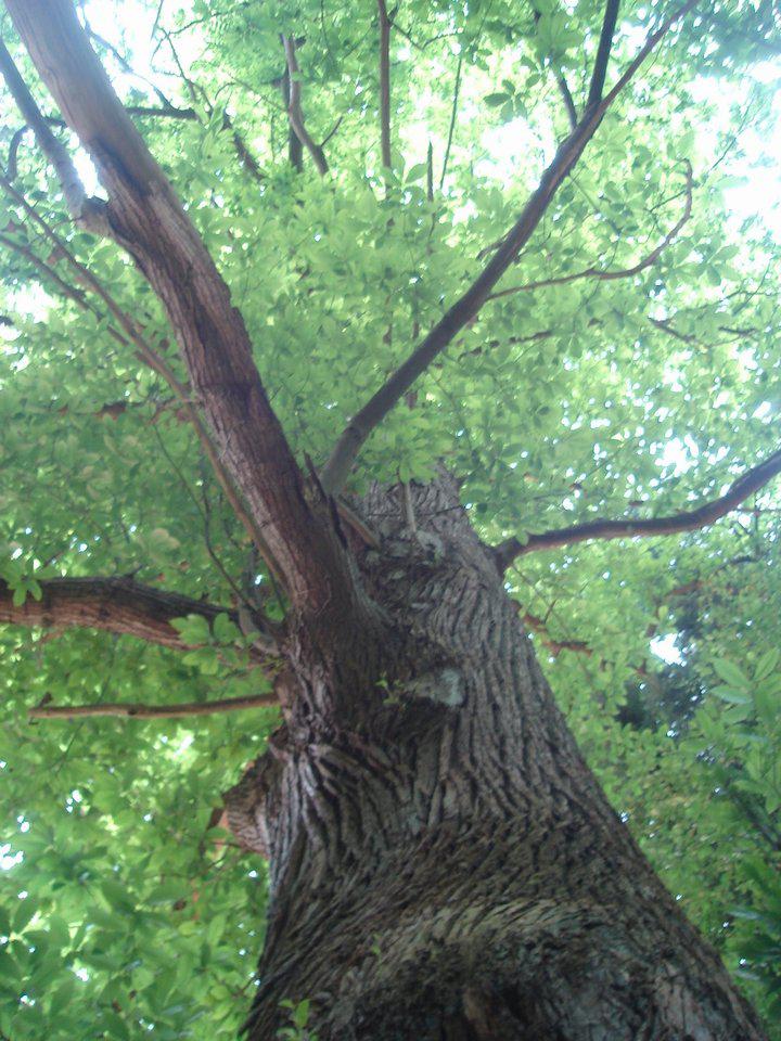 Verticale (Guillevic)