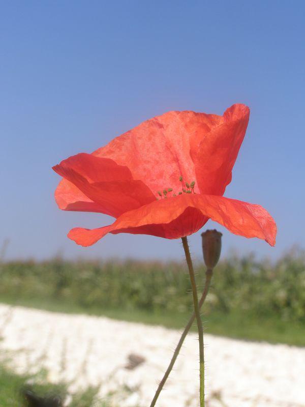 Regardons quand même (Guillevic)
