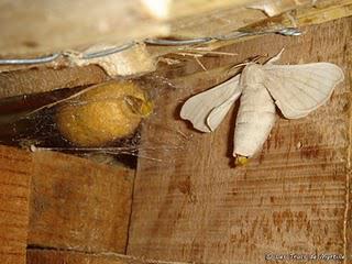 Avec de la soie on peut couvrir un carnet