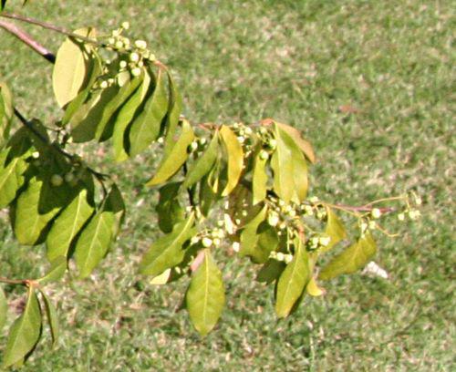 euo kiau horiz paris 10 oct 2010 p 033.jpg