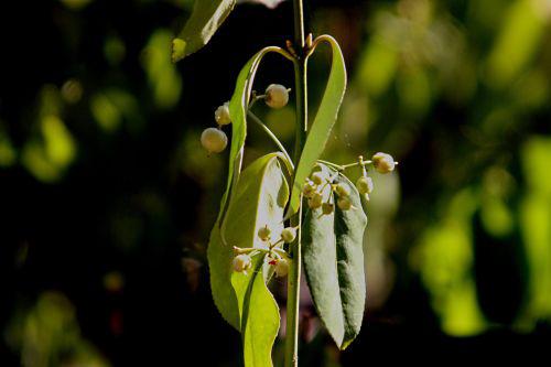 euo kiaut branche paris 10 oct 2010 p 017.jpg