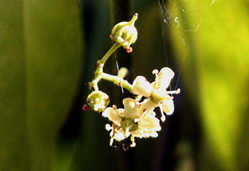 euo kiau fleur paris 10 oct 2010 0p 21.jpg