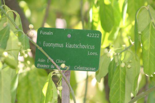 euo kiautschovicus paris 10 oct 2010 025.jpg