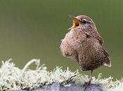 Petit troglodyte (Ii)