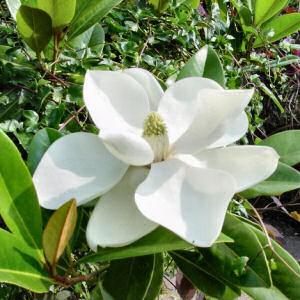 magnolia_grandiflora.jpg