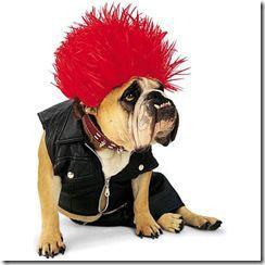 chien punk