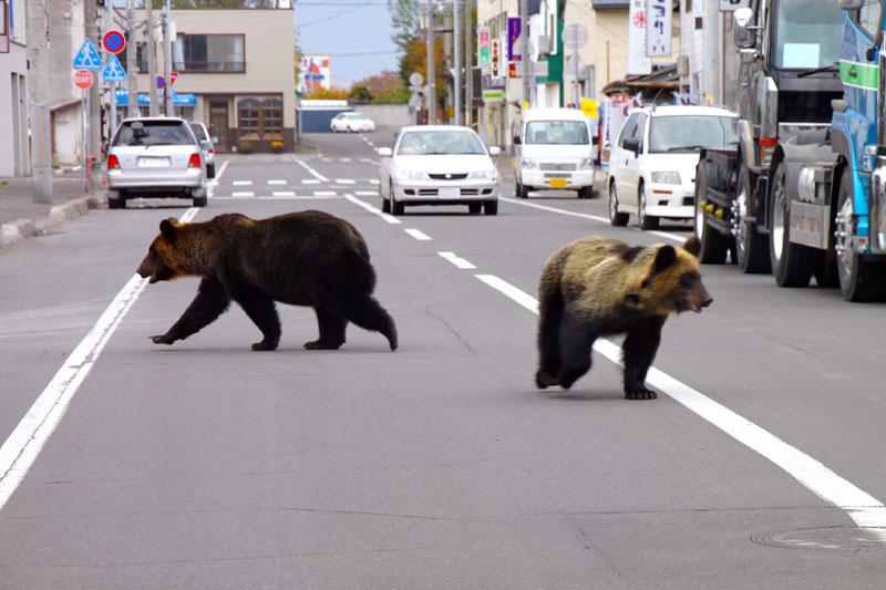 Les automobilistes circulant sur une avenue de la ville de Shari, au Japon, ont rencontré d’étranges visiteurs : deux ours. Les attaques de plantigrades sont en nette augmentation, un phénomène attribué au changement climatique et aux modifications de leur habitat. 