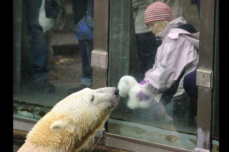 Mardi 19 octobre, à Berlin, dans le plus ancien parc zoologique d'Allemagne, une fillette assiste à un face-à-face quelque peu insolite entre l’ours polaire nommé Knut et sa copie en peluche. 