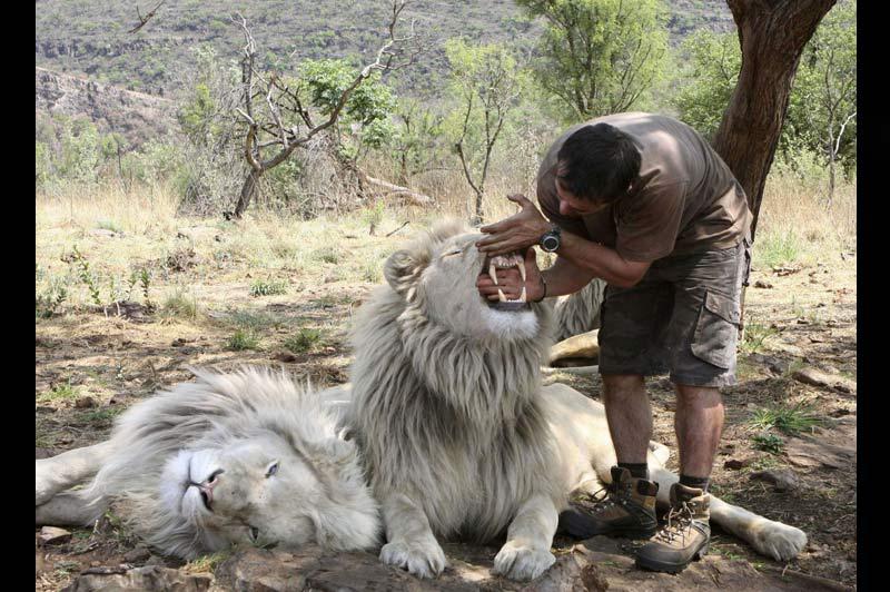 Dans sa réserve près de Johannesburg, en Afrique du Sud, le 11 octobre, Kevin Richardson ne craint pas de mettre sa main dans la gueule du lion pour mesurer la taille de ses dents. Ce dresseur élève depuis plusieurs années trente-huit fauves et les connait mieux que personne. 