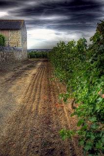 LE PUY-NOTRE-DAMEentre deux tournesols