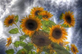 LE PUY-NOTRE-DAMEentre deux tournesols