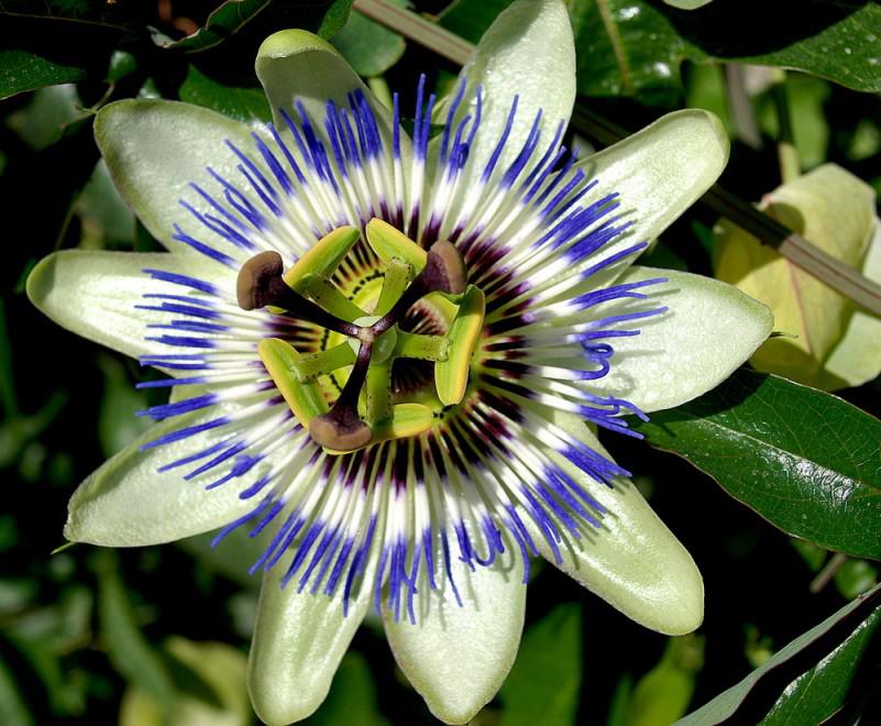 Doux Scepticisme du Coeur (Emily Dickinson)