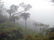 biodiversité forêt primaire l'Ile Réunion