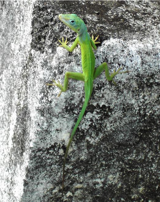 L'IMAGE DU JOUR: Lézard de Guadeloupe