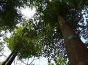 Chêne Résistance Forêt Tronçais Allier