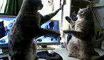 chats s'amusent frapper pattes autres videos