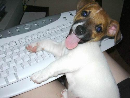 tumblr l1a6u7mWYw1qb8fexo1 500