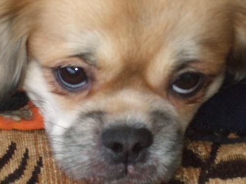 tumblr l9ho7lPKnu1qb8fexo1 500