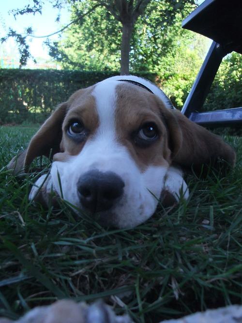 tumblr l7vtdqRA3r1qb8fexo1 500