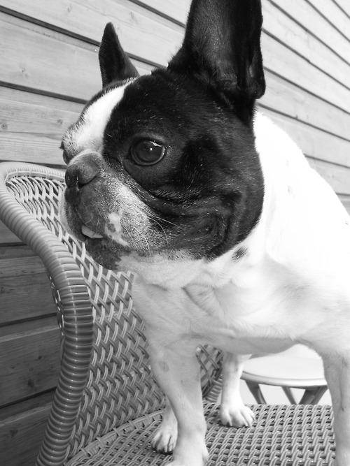 tumblr l5hkbwOktV1qb8fexo1 500