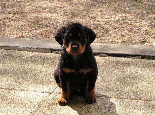 tumblr l58pdqqebK1qb8fexo1 500