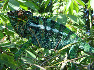 cameleon-vert.jpg