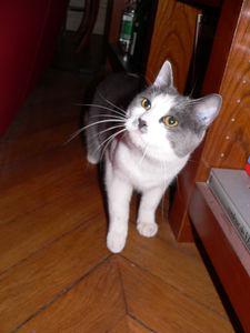 chat_et_saintjacques_006