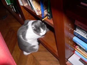 chat_et_saintjacques_005