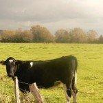 Les bords de Meuse à Pont-Sur-Meuse