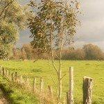 Les bords de Meuse à Pont-sur-Meuse